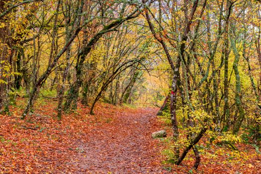 Autumn empty park with walkway covered with fallen leaves