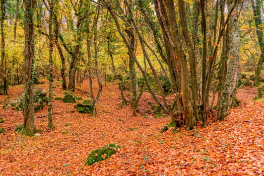 Scenic autumn empty park, on the trail fallen red leaves