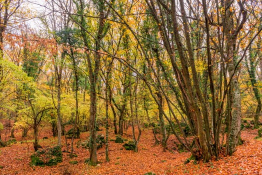 A photo of an autumn park, a path covered with autumn red leaves