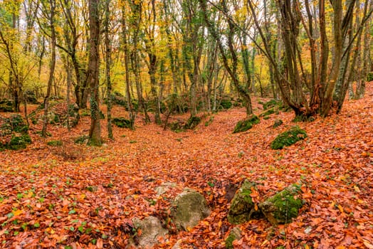 Mountain landscape of the park, autumn foliage on the ground and large stones