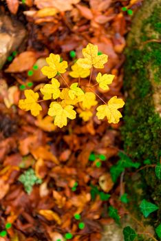 small leaves of young maple in autumn close-up