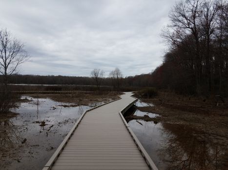 boardwalk in wetland or swamp with water and trees and heron