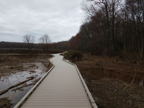 boardwalk in wetland or swamp with water and trees and heron