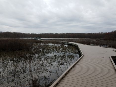 boardwalk in wetland or swamp with water and trees and heron
