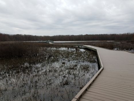 boardwalk in wetland or swamp with water and trees and heron