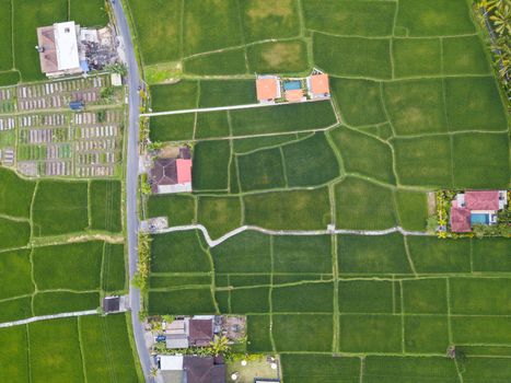 Top down aerial view of rice fields, houses and a road near Ubud in Bali, Indonesia