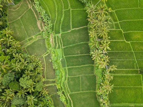 Top down aerial view of rice fields near Ubud in Bali, Indonesia