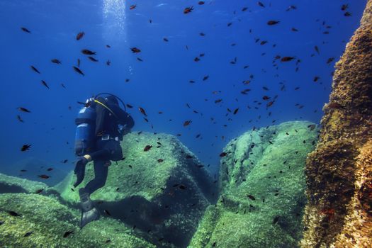 person diving near the rocky seafloor that is covered in small green algae, a school of red fishes swim around it and the bubbles of his breath rise through the blue water