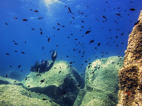 person diving near the rocky seabed that is covered in small green algae, a school of red fish swim around it and the golden sun reflects on the surface of the sea water