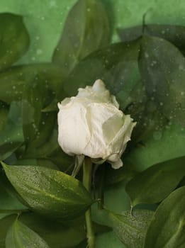 White dried rose with water drops among leaves on green background