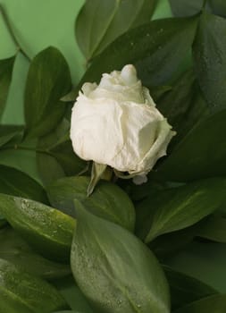 White dried rose with water drops among leaves on green background