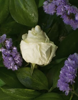 White dried rose with water drops among leaves on green background