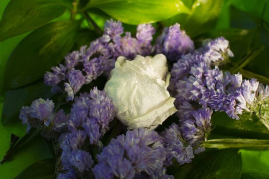 White dried rose with water drops among leaves on green background