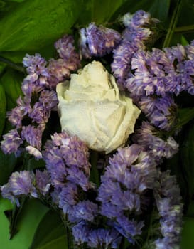 White dried rose with water drops among leaves on green background