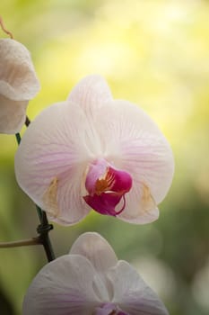 The background image of the colorful flowers, background nature