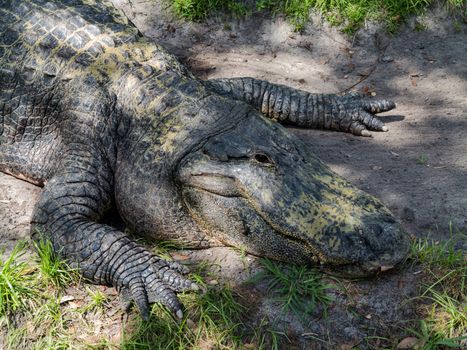 An alligator laying down on the grass and dirt