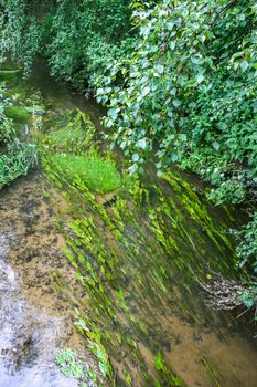 Some green reeds flowing in a stream