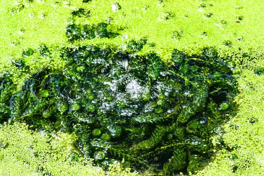 A lot of pondweed in a pond