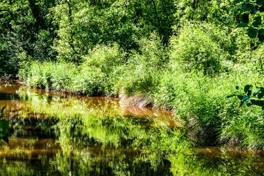 A lake with trees and bushes and reflections