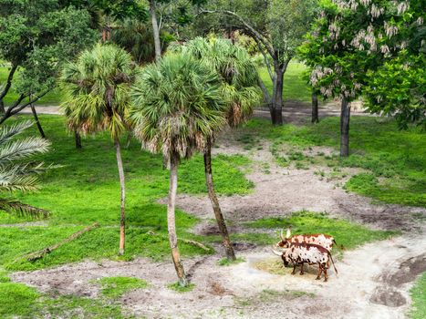 2 ankole cattle with grass and trees