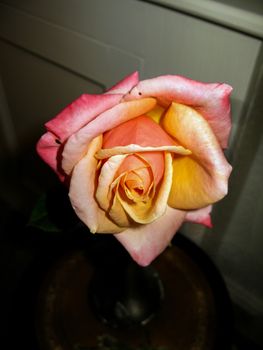 A Pink Rose with a dark background