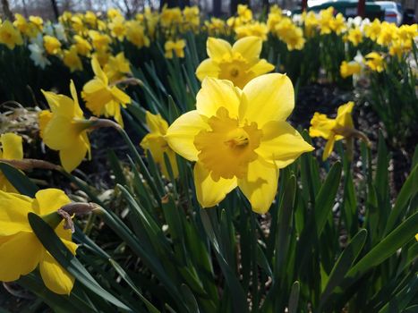 pretty yellow and green daffodils flowers growing