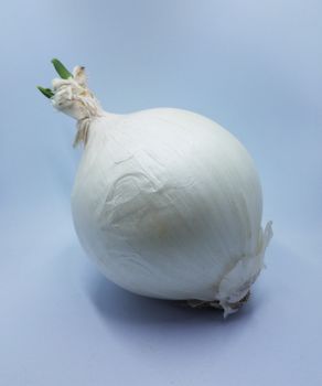 white onion with green sprout growing on white background