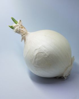 white onion with green sprout growing on white background
