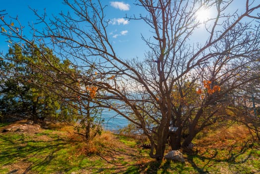 Sprawling bare tree, growing near the sea on a sunny autumn day