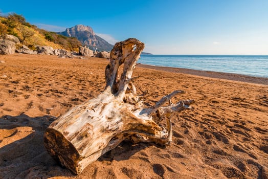 old log on the sandy beach of the Black Sea on a sunny day