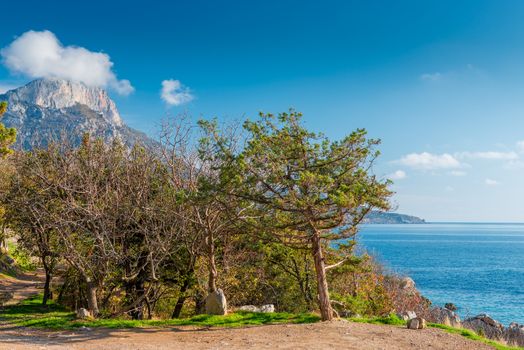 Trees by the sea against the background of a high mountain in the bay