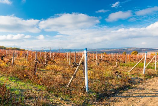 Vineyard plantation after harvest, autumn landscape