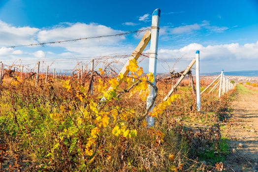 Grape vines in late autumn after harvesting sunny landscape