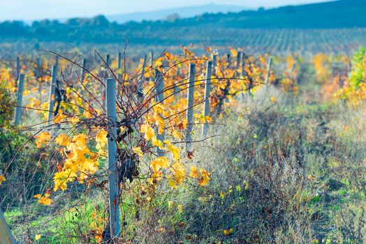 Field vineyard vines after harvest, autumn view
