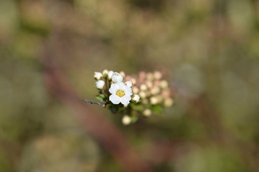 Grefsheim spirea - Latin name - Spiraea x cinerea Grefsheim