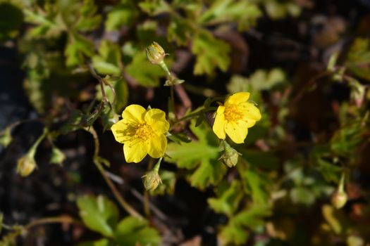 Barren strawberry - Latin name - Waldsteinia ternata