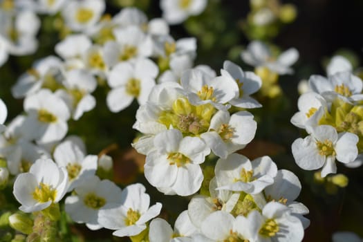 Mountain rock cress Schneehaube - Latin name - Arabis alpina subsp. caucasica Schneehaube (Arabis alpina Snowcap)