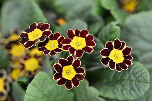 Primrose Victoriana - Latin name - Primula veris Victoriana