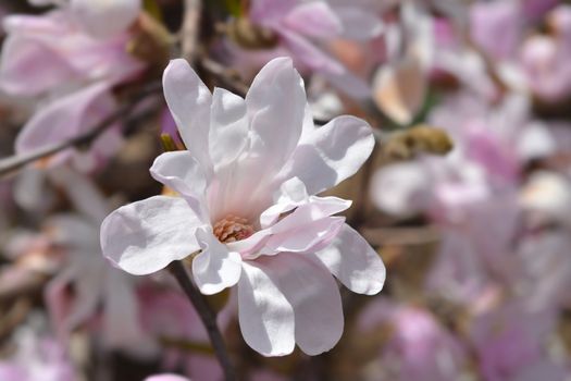 Star magnolia flower bud - Latin name - Magnolia stellata