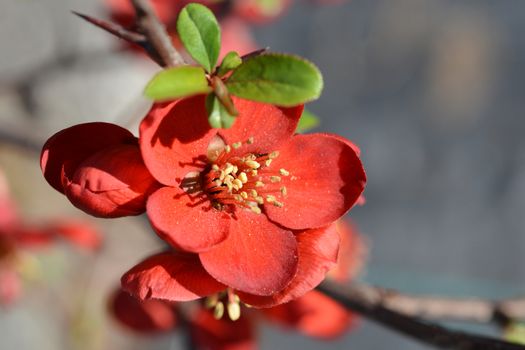 Hollandia Flowering Quince - Latin name - Chaenomeles x superba Hollandia