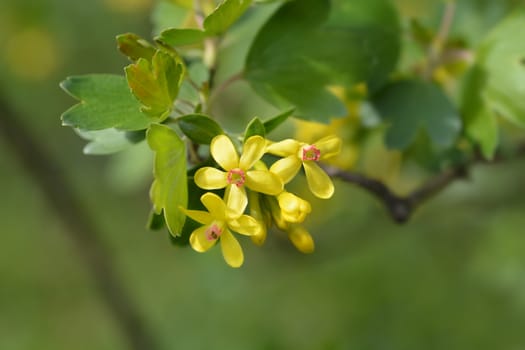 Golden currant - Latin name - Ribes aureum