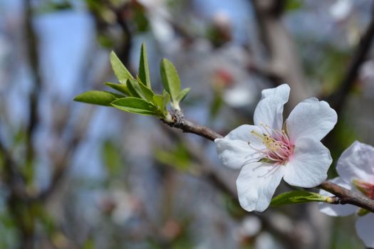 Almond flower - Latin name - Prunus dulcis (syn. Prunus amygdalus)