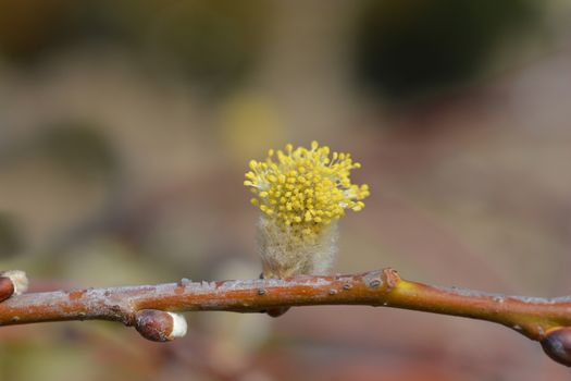 Weeping pussy willow - Latin name - Salix caprea