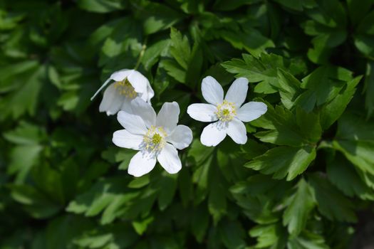 Wood anemone - Latin name - Anemone nemorosa