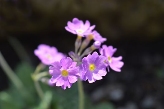 Long-flowered primrose - Latin name - Primula halleri