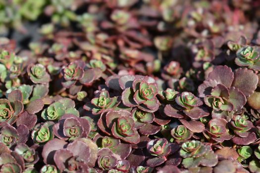 Stonecrop Dragons blood - Latin name - Sedum spurium Schorbuser Blut