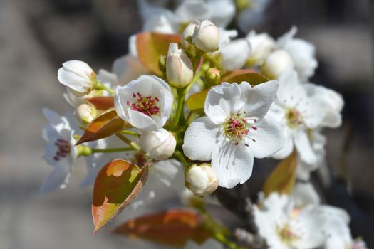 Japanese pear Hosui - Latin name - Pyrus pyrifolia Hosui