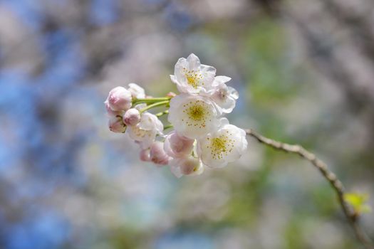 Winter-flowering cherry - Latin name - Prunus subhirtella