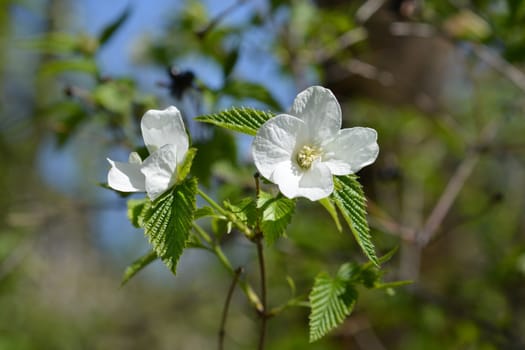 Black jet-bead - Latin name - Rhodotypos scandens