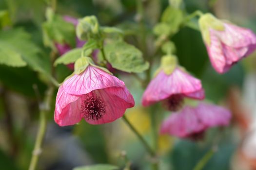 Chinese lantern pink flowers - Latin name - Abutilon hybrids